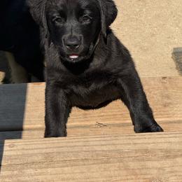 No collar - Black female Labrador Retriever puppy in Centreville, Maryland from Barbihaus Kennels
