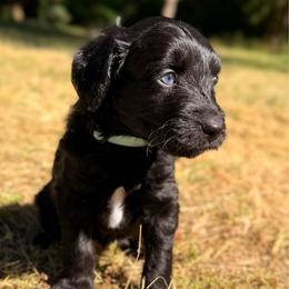 Taco - Black and white male Aussiedoodle puppy in Mulino, Oregon from Korbella Farm