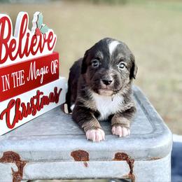 Tan collar with tail - Black tri male Miniature Australian Shepherd puppy in 32046, Florida from River Hill Ranch