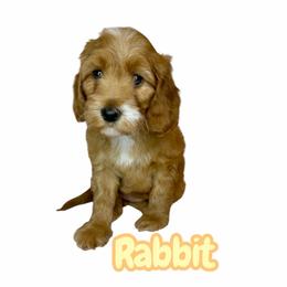 Rabbit - Red female Australian Labradoodle puppy in Upland, California from Kings Labradoodles