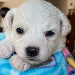 Puppy - White male Bichon Frise puppy in Greenville, South Carolina from Almaza Bichons