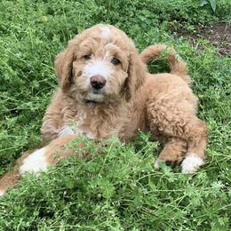 Aussiedoodles from Kirchoff Krossin’