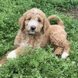 Aussiedoodles from Kirchoff Krossin’