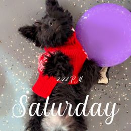 Pumpkin - Scottish Terrier puppy from Stefany Farm of Happiness