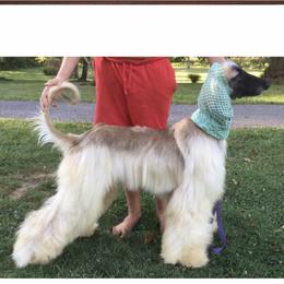 Bates - Afghan Hound