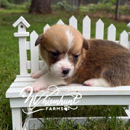 Red 1300 - Red male Pembroke Welsh Corgi puppy in Nashville, Arkansas from Whisenhunt Farms