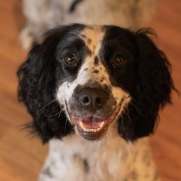 English Springer Spaniels from Tracy Varra