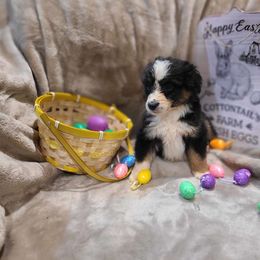 Valentine - Black tri Miniature American Shepherd puppy in Bethany, Connecticut from Tini Thyme Mini Aussies