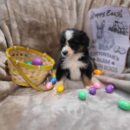 Valentine - Black tri Miniature American Shepherd puppy in Bethany, Connecticut from Tini Thyme Mini Aussies