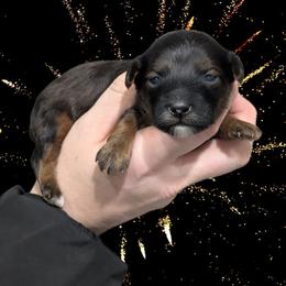 Toast - Black and tan male Yorkipoo puppy in Coshocton, Ohio from Forever Family Puppies