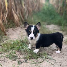 Denali - Black and white female American Corgi puppy in Hope, Arkansas from Foxy Knoll Farm