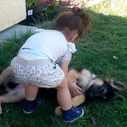 German Shepherd Puppies from Central Coast German Shepherds
