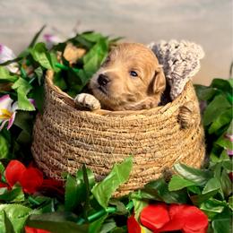 Shrimp - Apricot female Goldendoodle puppy in Haltom City, Texas from Ohana Doodles