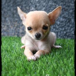 Bumblebee - Fawn male Chihuahua puppy in Demorest, Georgia from Sourpatch Chihuahuas