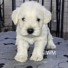 W Male - White male Miniature Schnauzer puppy in Springdale, Arkansas from Rc Kennels