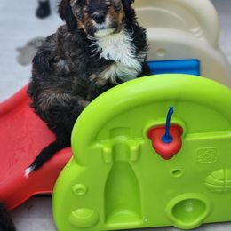 Bernedoodle Puppies from Adorable Dixie Doodles