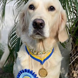 Abby - Golden Retriever