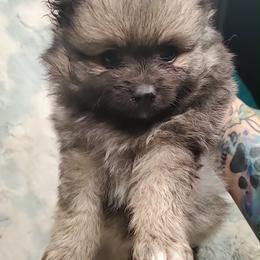 Girl 5 - Orange sable female Pomeranian puppy in Tulsa County, Oklahoma from CP Kennels