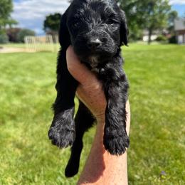 Red - Black female Springerdoodle puppy in Clifton, Idaho from Little Mountain Springers, Springerdoodles & Poodles