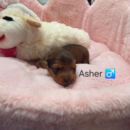 Asher- AKC Price 2,985 Pet only price 2,140 - Chocolate male Dachshund puppy in Bristol, Tennessee from It's Mini Wieners Baby