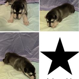 Black Star - Seal and white female Alaskan Malamute puppy in Easton, Maryland from Stars Howl-O Kennels by FurEver Friends Inc