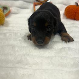 Hunter - Black and tan male Dachshund puppy in Mansfield, Missouri from OFK