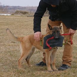 Ikaika Alien - Fawn male Belgian Malinois puppy in Lincoln, Nebraska from Nebraska K9