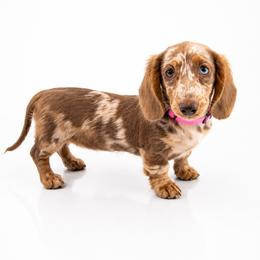 Karla - Dapple female Dachshund puppy in Illinois from William Rotsaert