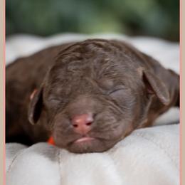 Foreman - Brown male Cockapoo puppy in Connersville, Indiana from Deaz Doodle Ranch