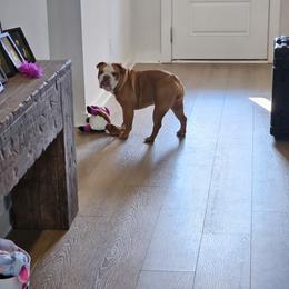Cookie - Bulldog