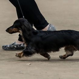 Dachshunds from Foley Dachshunds