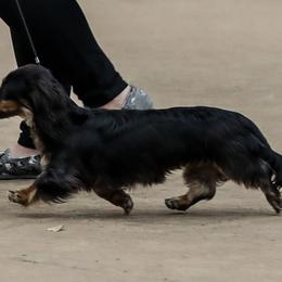 Dachshunds from Foley Dachshunds