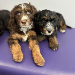 Aussiedoodle Puppies from Whiskey River Doodles
