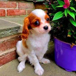 Brigatine - Blenheim female Cavalier King Charles Spaniel puppy in Watsontown, Pennsylvania from Huntsman Cavaliers