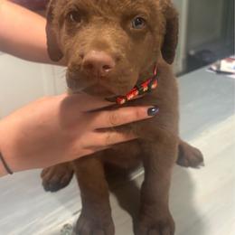 Red Boy - Brown male Chesapeake Bay Retriever puppy in Riverview, Florida from Breezeswept Kennel
