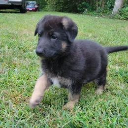 Mint - Black and tan female German Shepherd puppy in Plymouth, Massachusetts from Witmer Shepherds