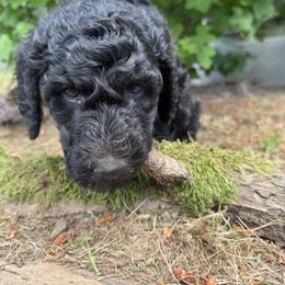 Poodle Puppies from Fluffy Poodles