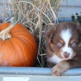 Australian Shepherd and Miniature Australian Shepherd Puppies from Canyon Creek Aussies
