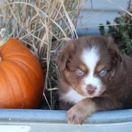 Australian Shepherd and Miniature Australian Shepherd Puppies from Canyon Creek Aussies