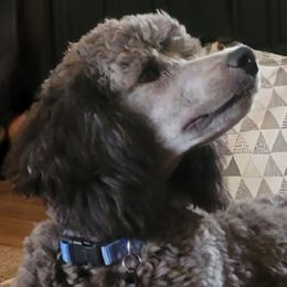 Tripp - Poodle