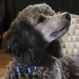 Tripp - Poodle