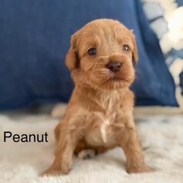 Peanut - Caramel female Australian Labradoodle puppy in Londonderry, New Hampshire from Granite State Labradoodles