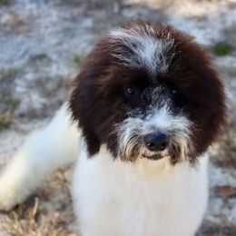 Leaf - Black and white male Sheepadoodle puppy in Youngstown, Florida from Wonderland’s Boujie Kennels