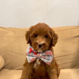 Cookies And Cream - Red  male Goldendoodle puppy in Dallas County, Texas from Dream A Little Doodle