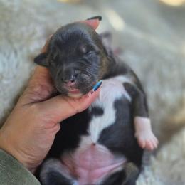 Salem - Black tri-color female Australian Shepherd puppy in Salem, Oregon from Steady Aim Aussies