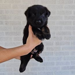 Azazel - Bi-color male German Shepherd puppy in Winston Salem, North Carolina from Samtastic Shepherds