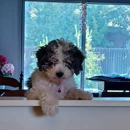 Bernedoodle and Cockapoo Puppies from Doodles of Joy