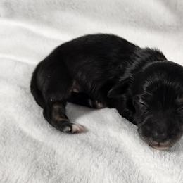 Basil - Black and cream female Dachshund puppy in Anaconda, Montana from Williams Family Dachshunds