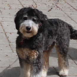 Duffy - Australian Labradoodle