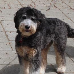 Duffy - Australian Labradoodle